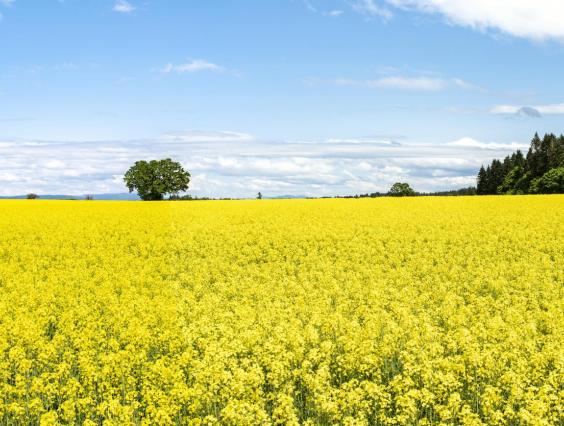 field of flowers